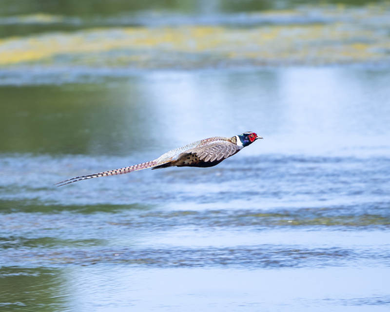 飞越水面的雉鸡图片