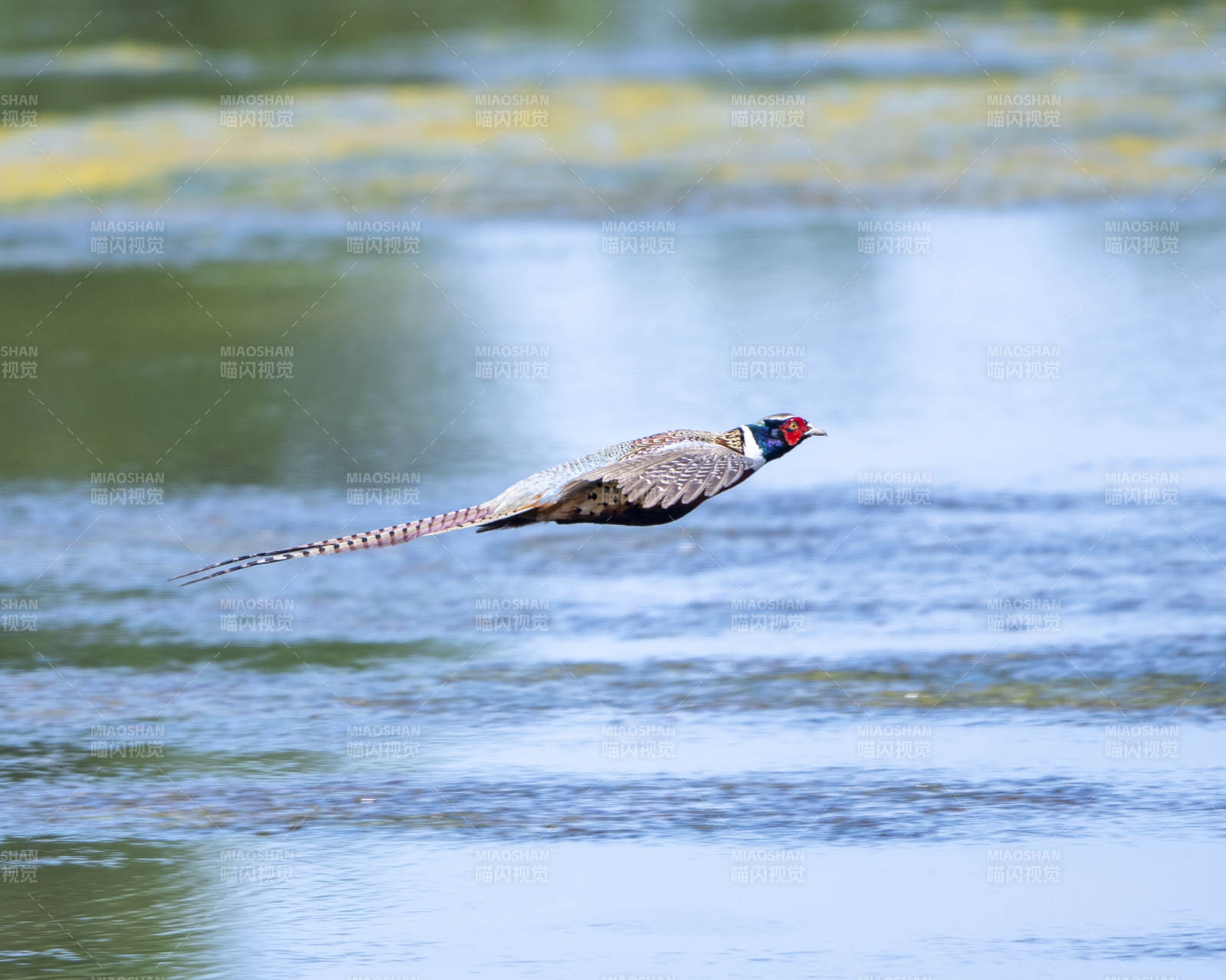 飞越水面的雉鸡图片