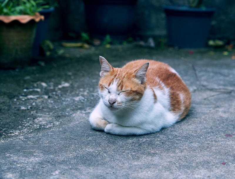 悠闲的橘白猫图片