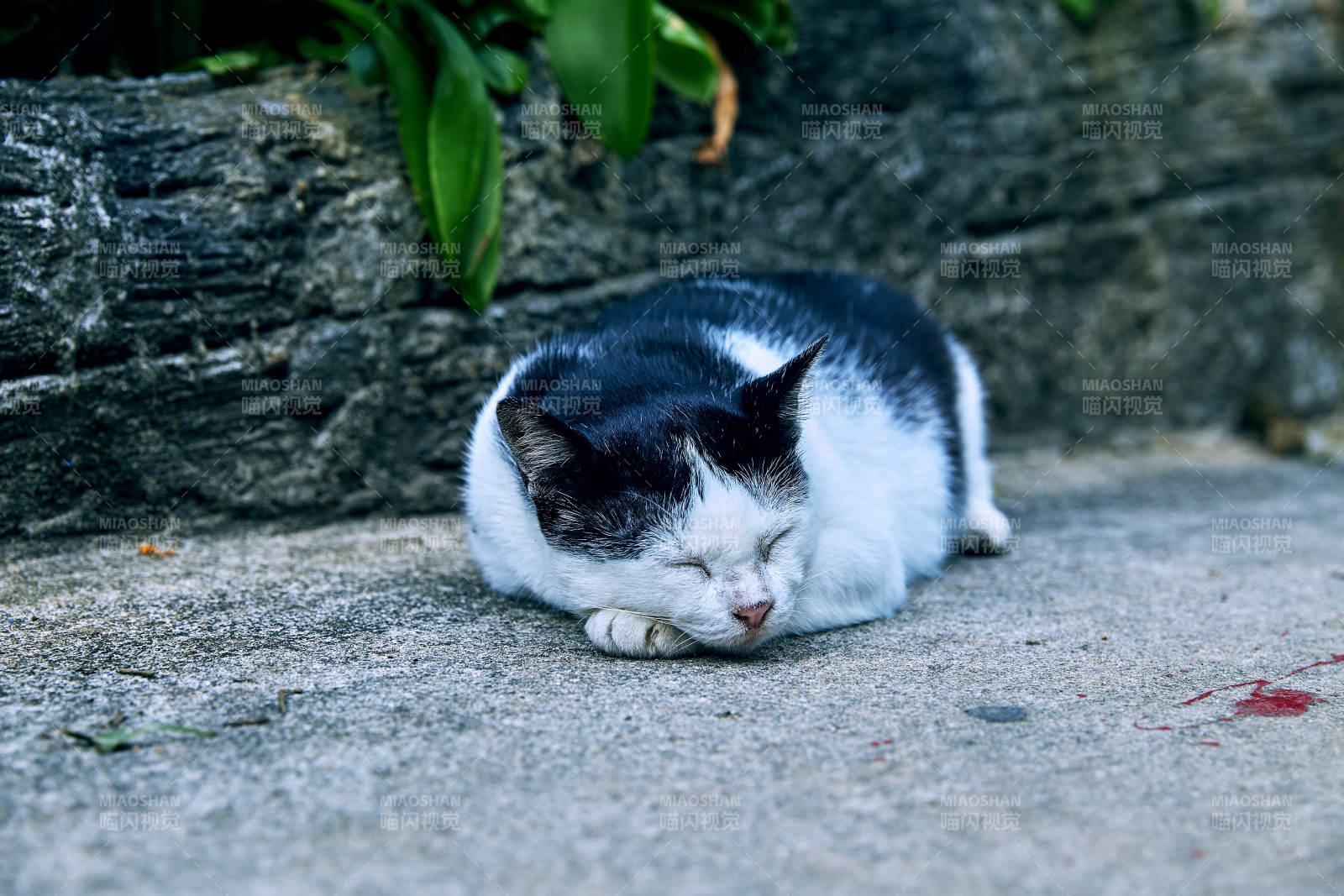 悠闲的黑白猫小憩图片