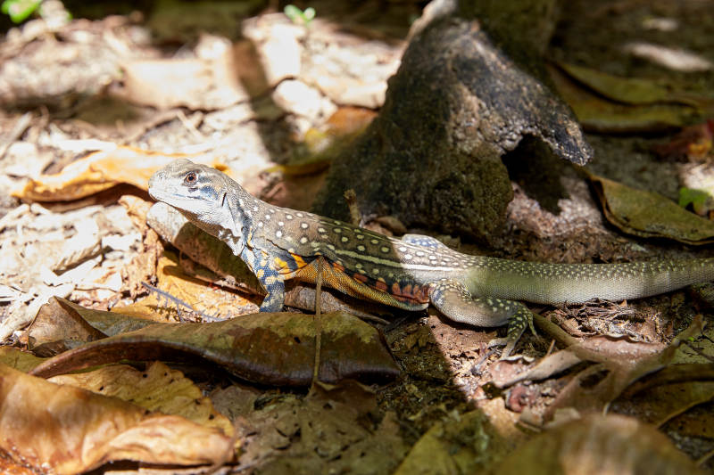 林地中的蜥蜴与落叶图片