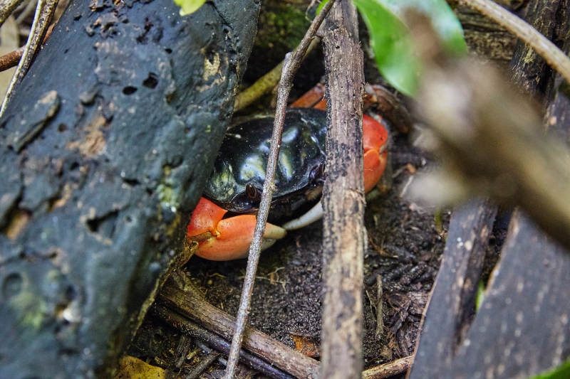 林中隐匿的红色小蟹图片