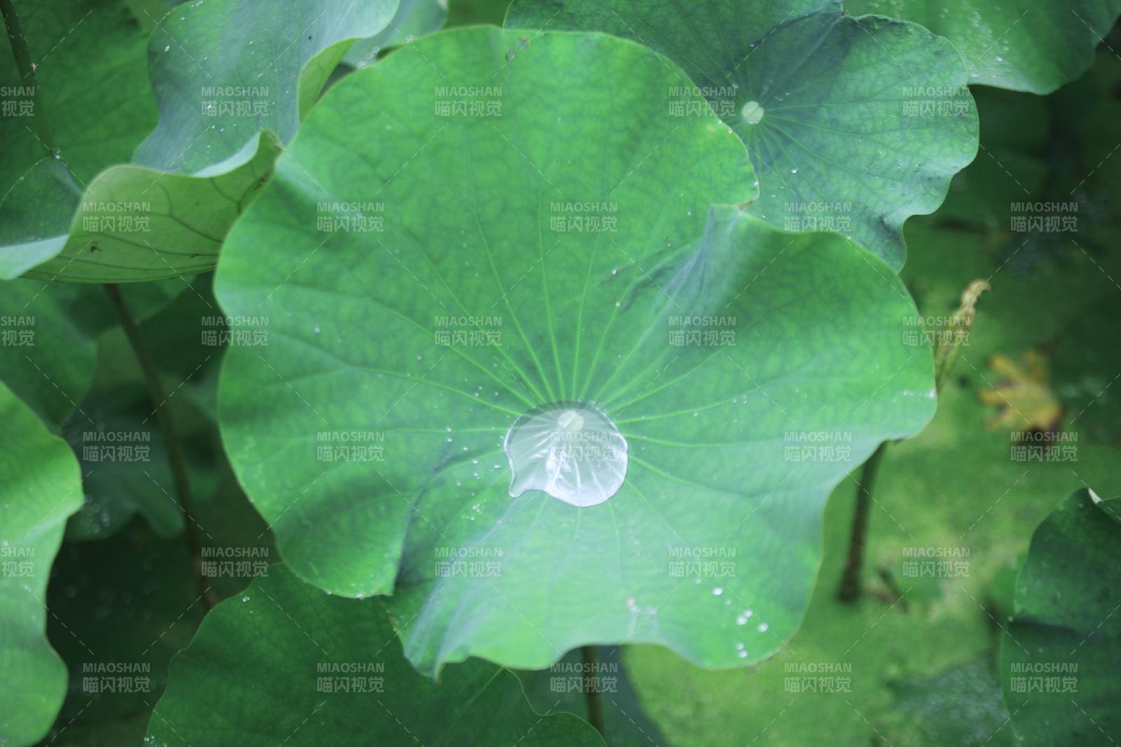 荷叶上的水滴图片