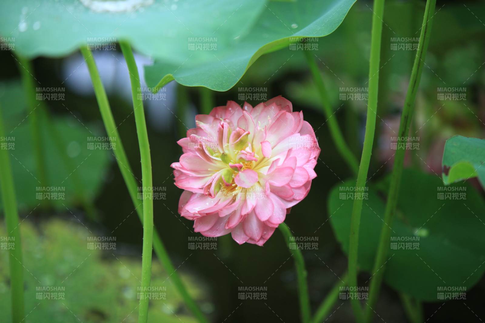 粉色莲花静谧绽放图片