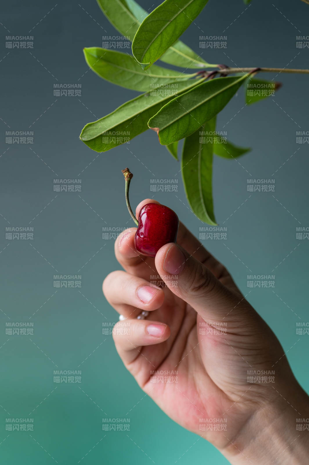 手握樱桃 绿叶相伴图片