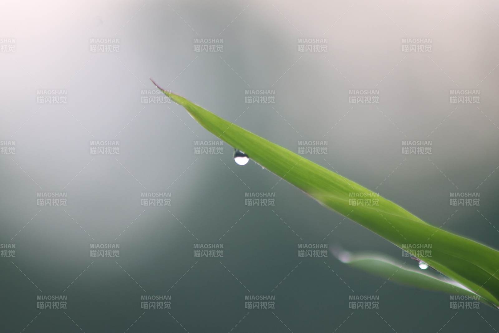 叶尖水滴 静谧清晨图片