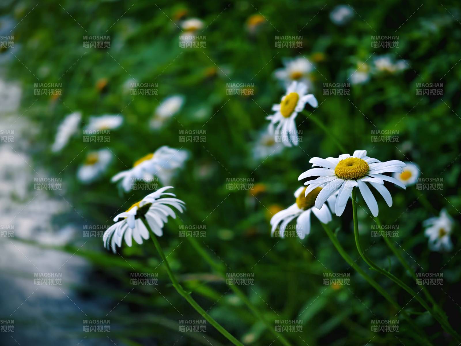 溪边雏菊静谧绽放图片