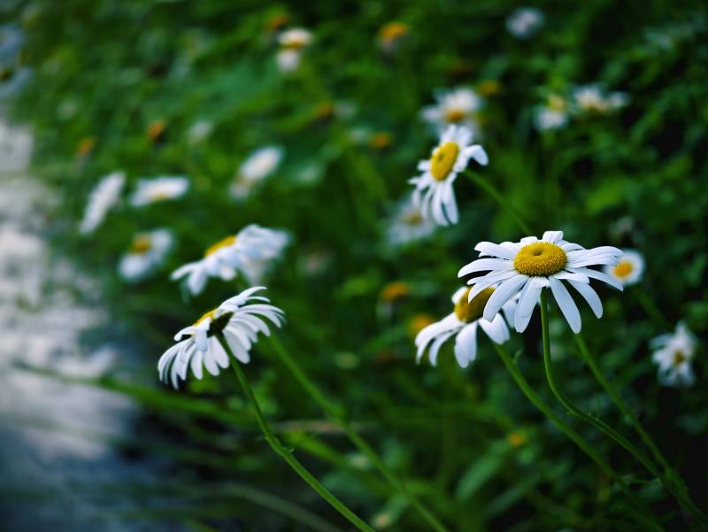 溪边雏菊静谧绽放图片