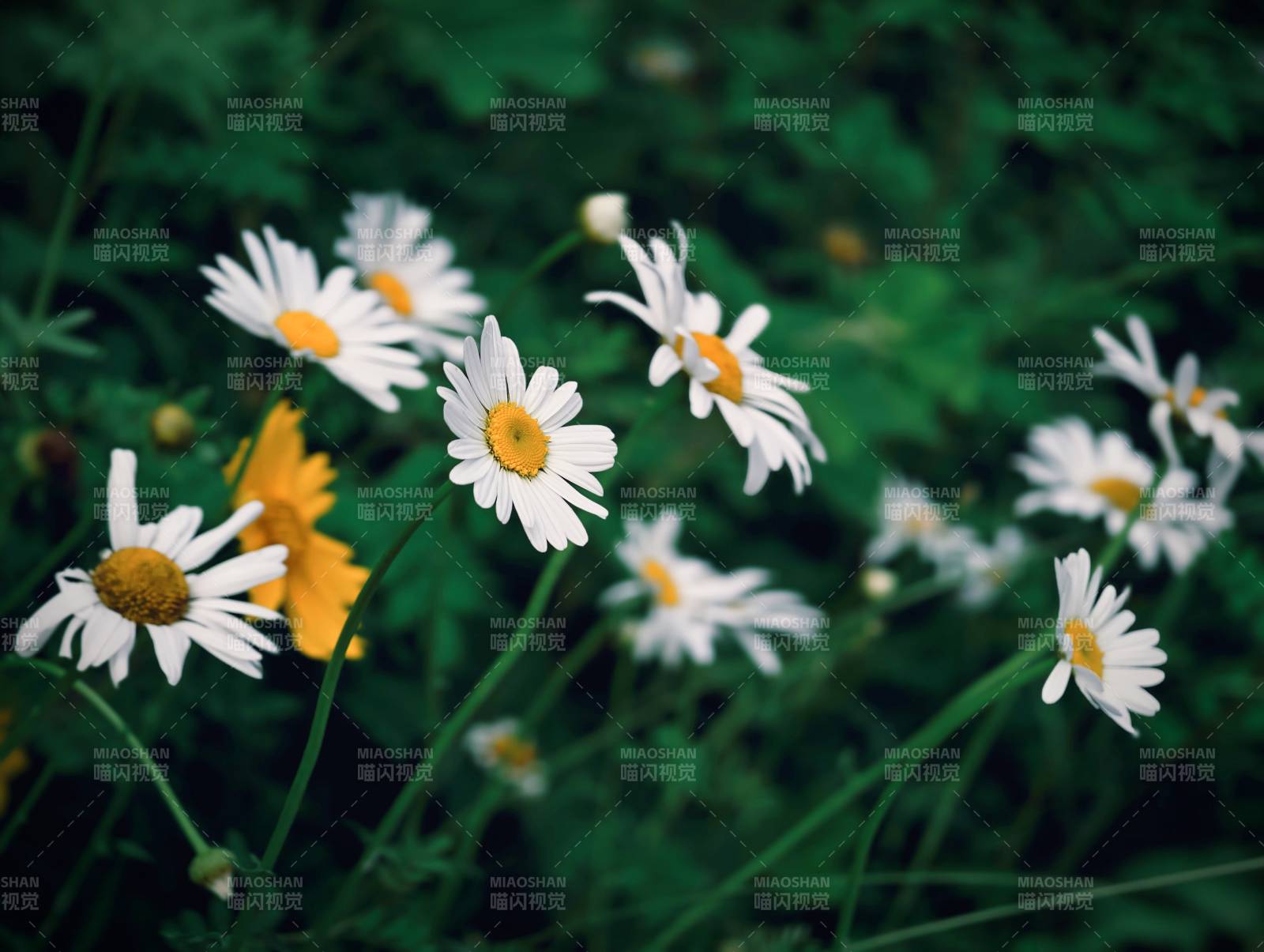 野地雏菊 自然之美图片