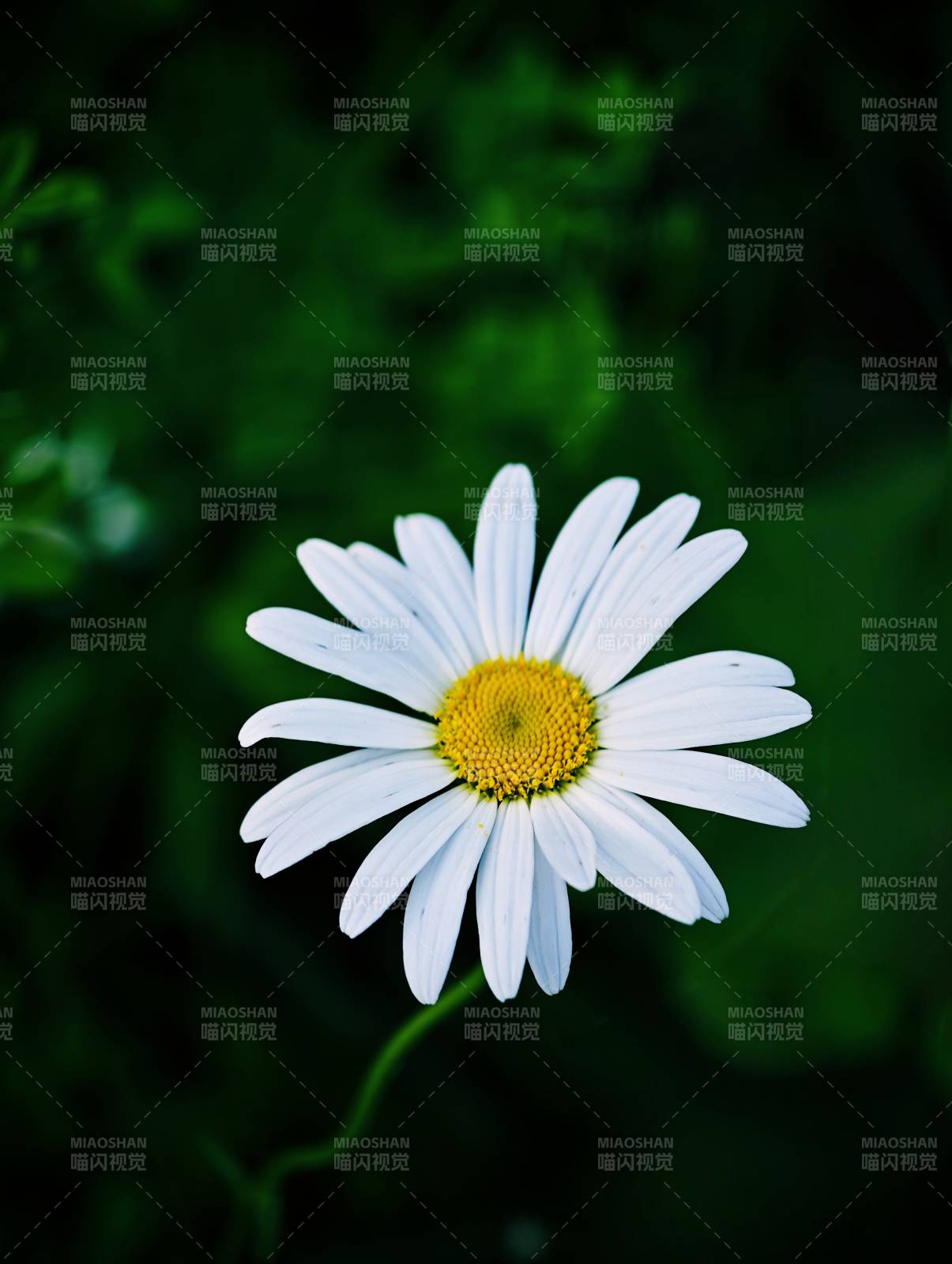 夏日雏菊 清新绽放图片