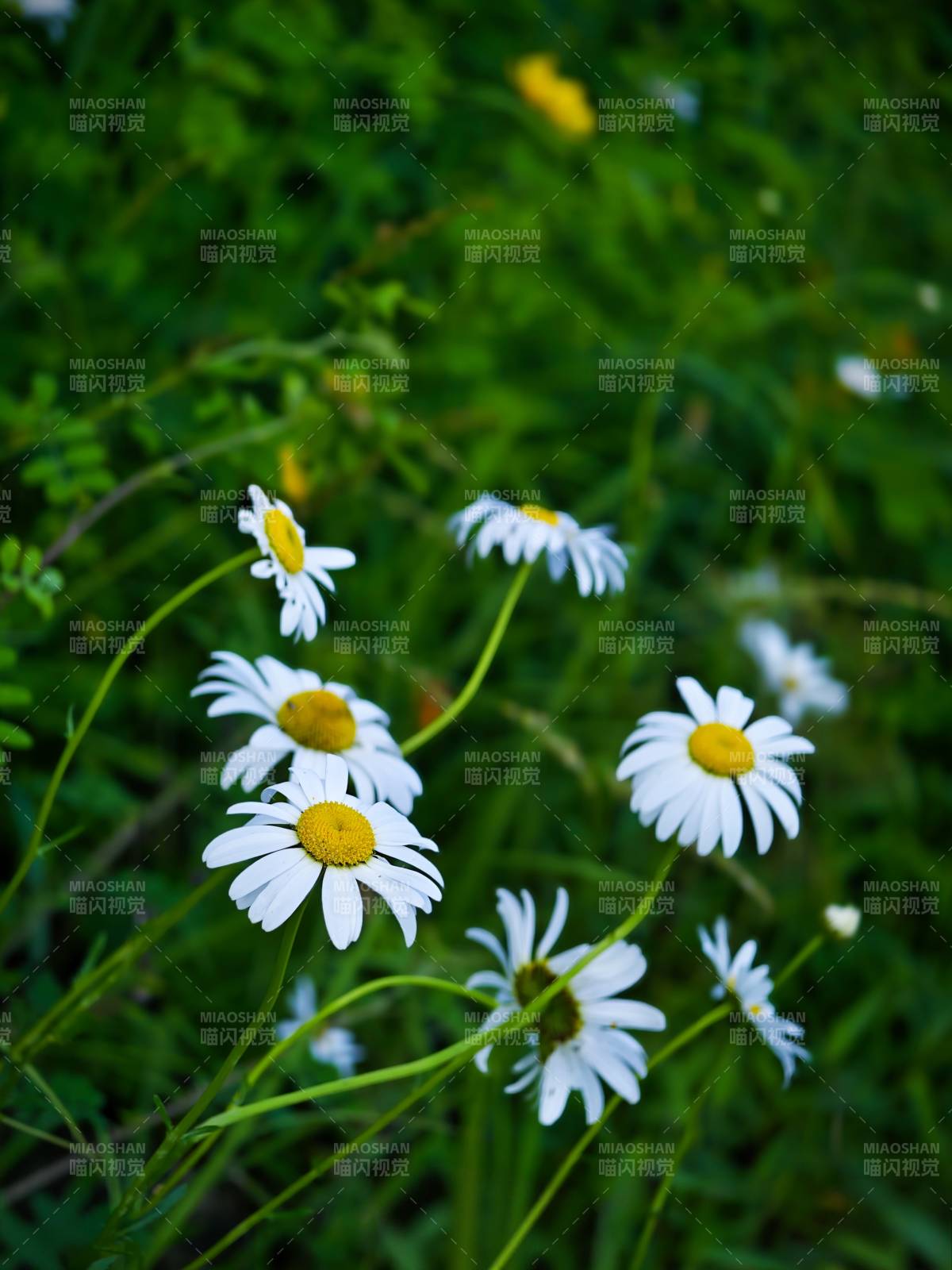 野地雏菊 自然之美图片