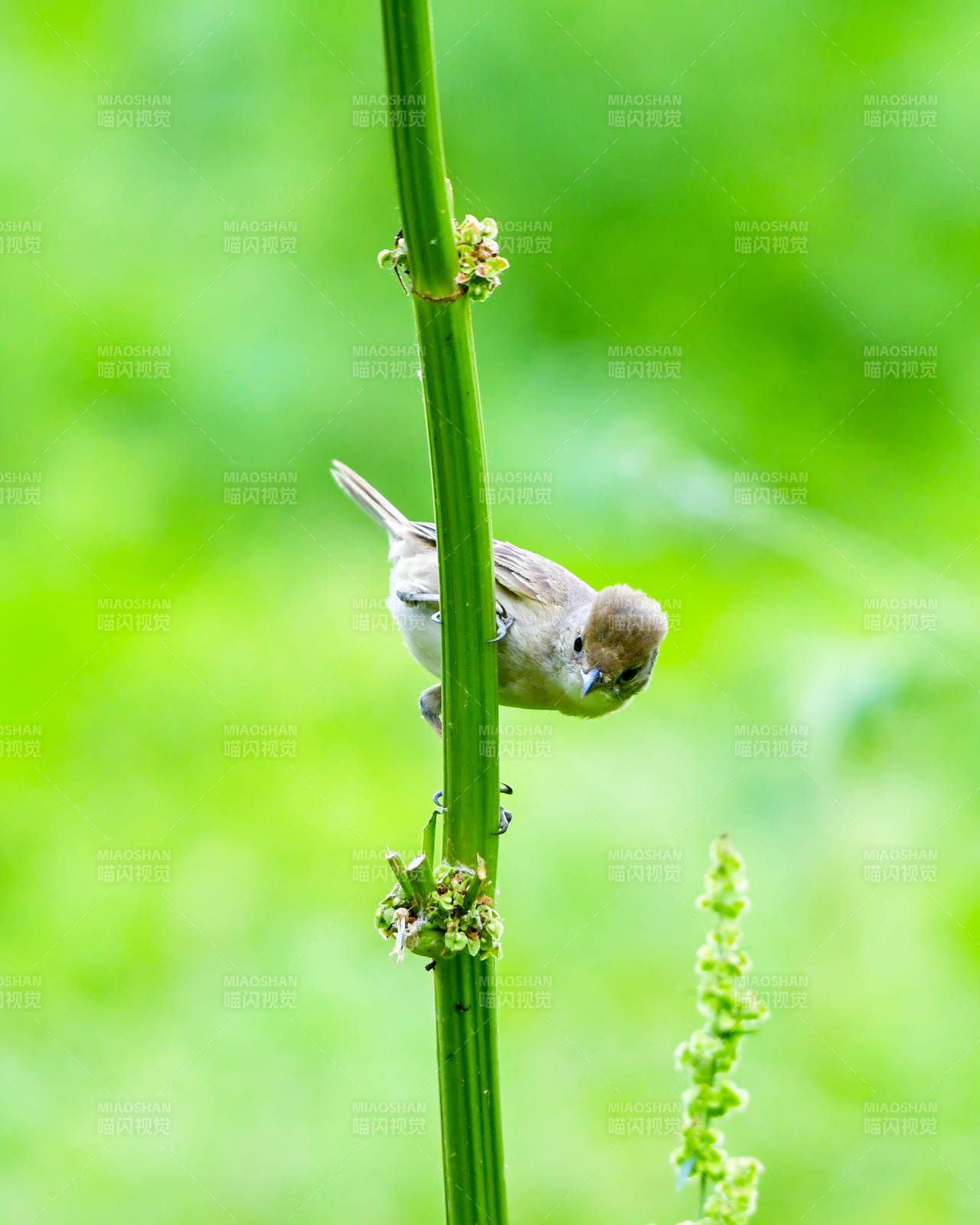 小鸟栖息绿茎上图片