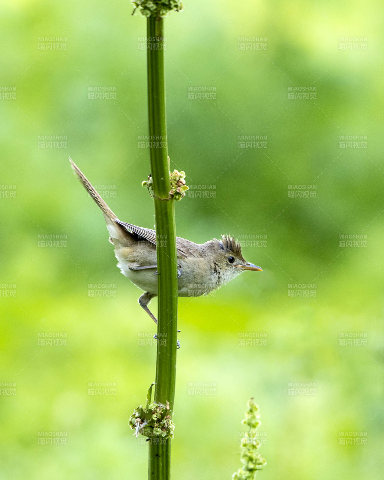 小鸟栖息绿茎上图片