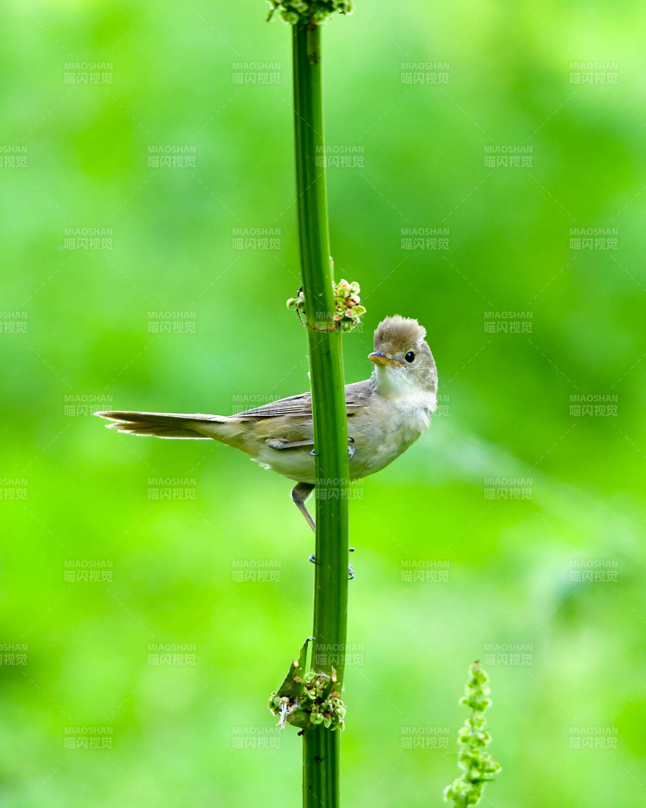 小鸟栖息绿枝间图片