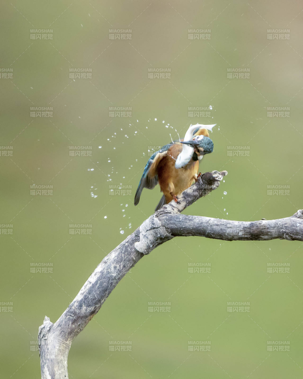 翠鸟捕食瞬间图片