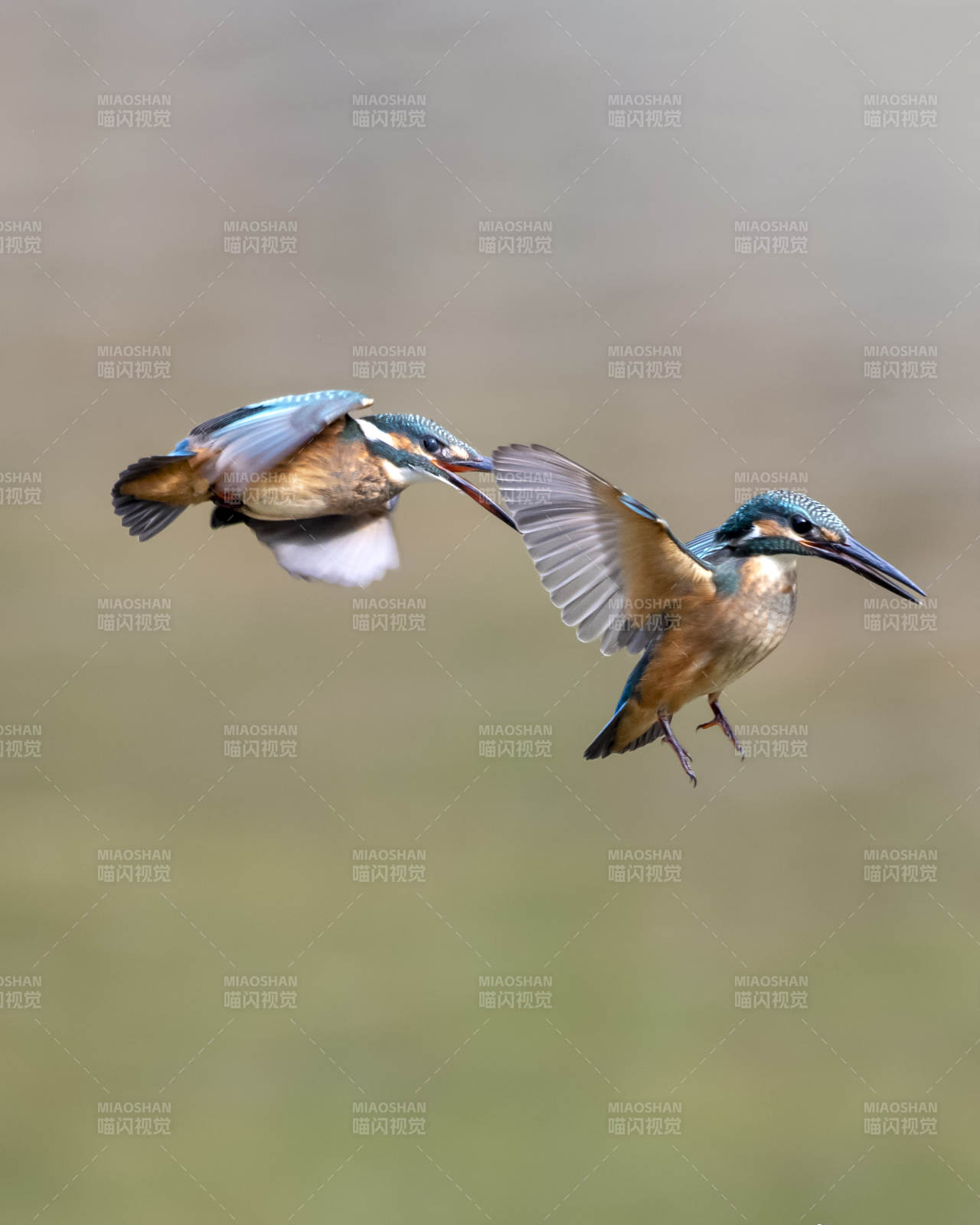 双鸟齐飞 灵动瞬间图片