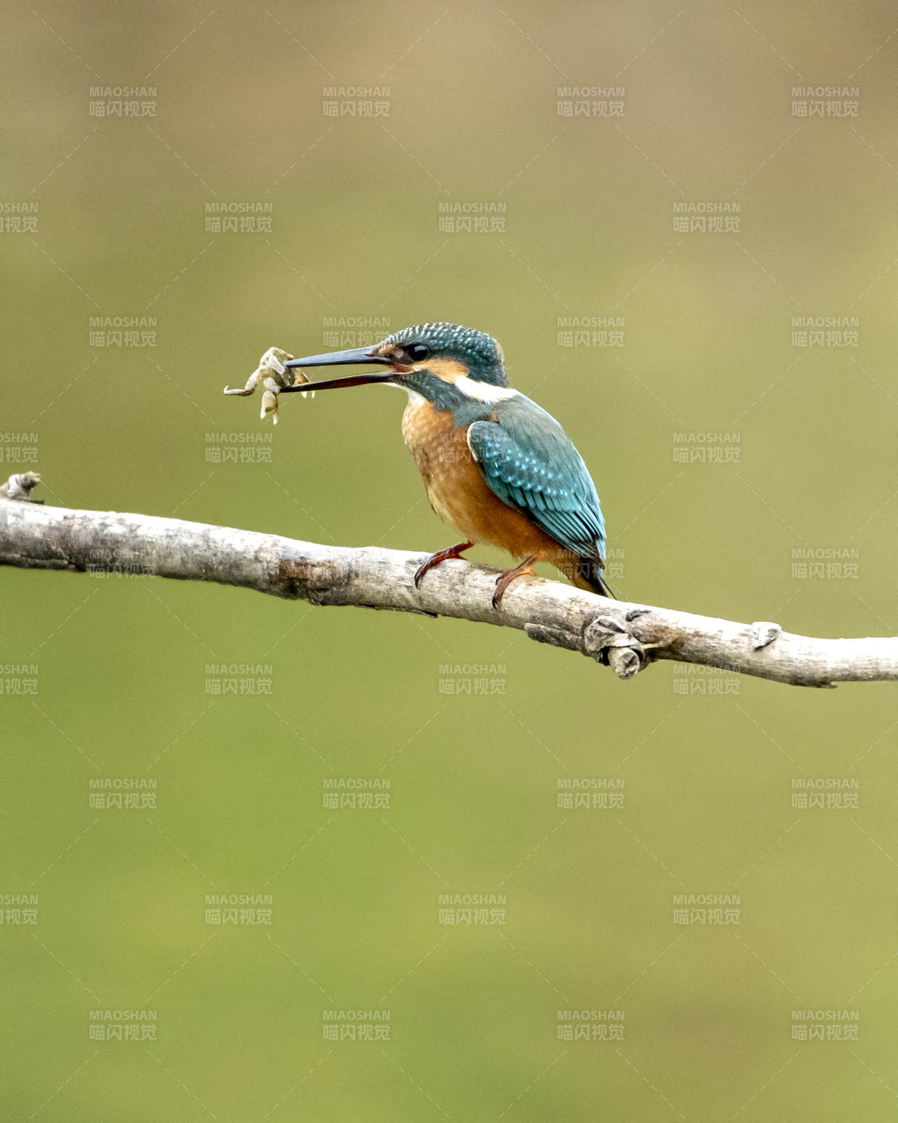 翠鸟捕食瞬间图片