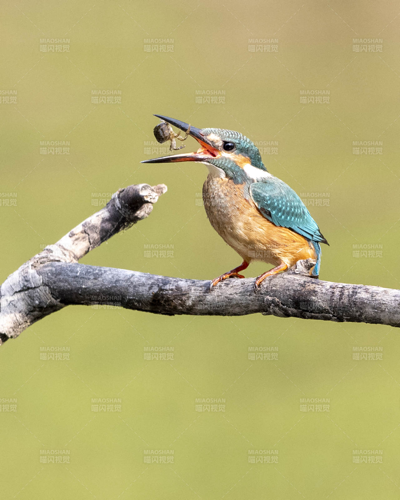 翠鸟捕食瞬间图片