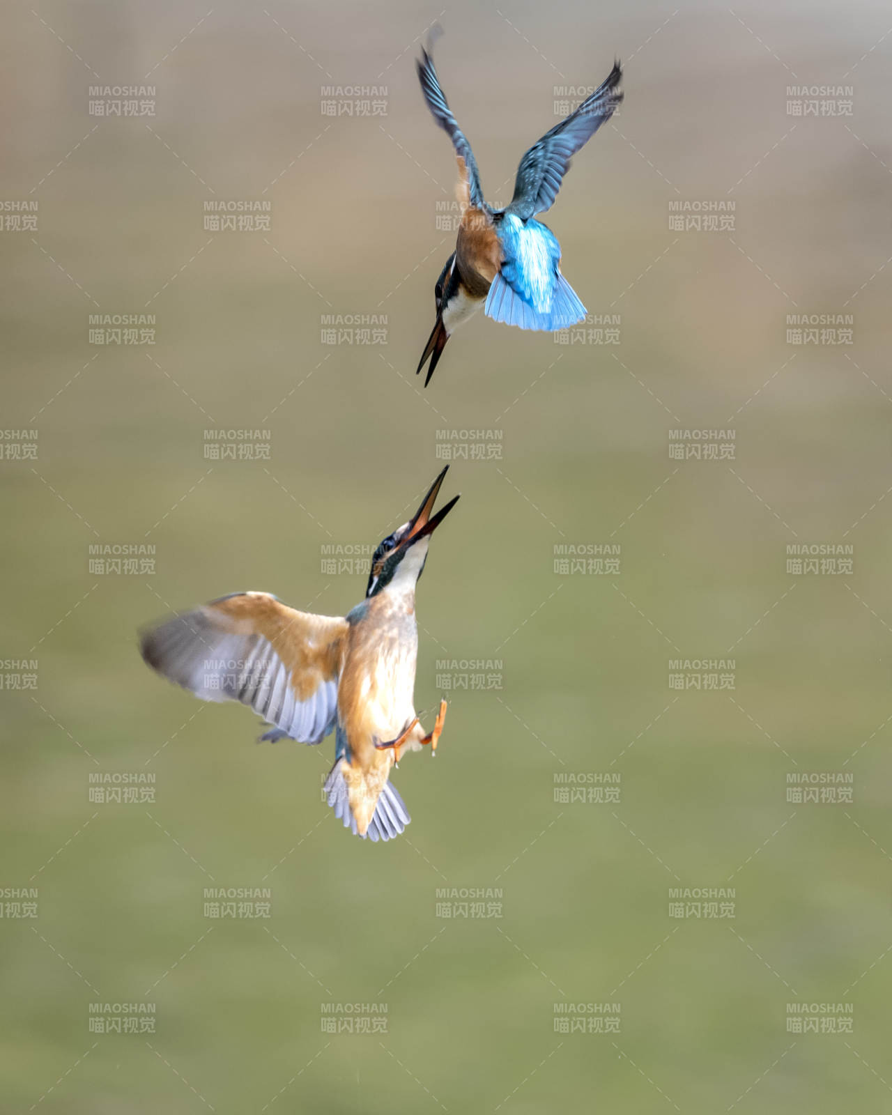 空中对决 翠鸟的精彩瞬间图片