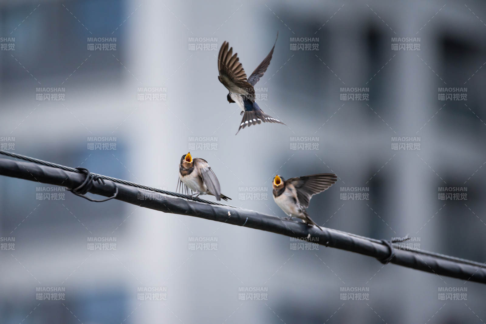 电线上的家燕与飞翔的同伴图片