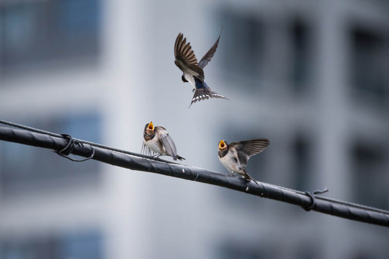 电线上的家燕与飞翔的同伴图片