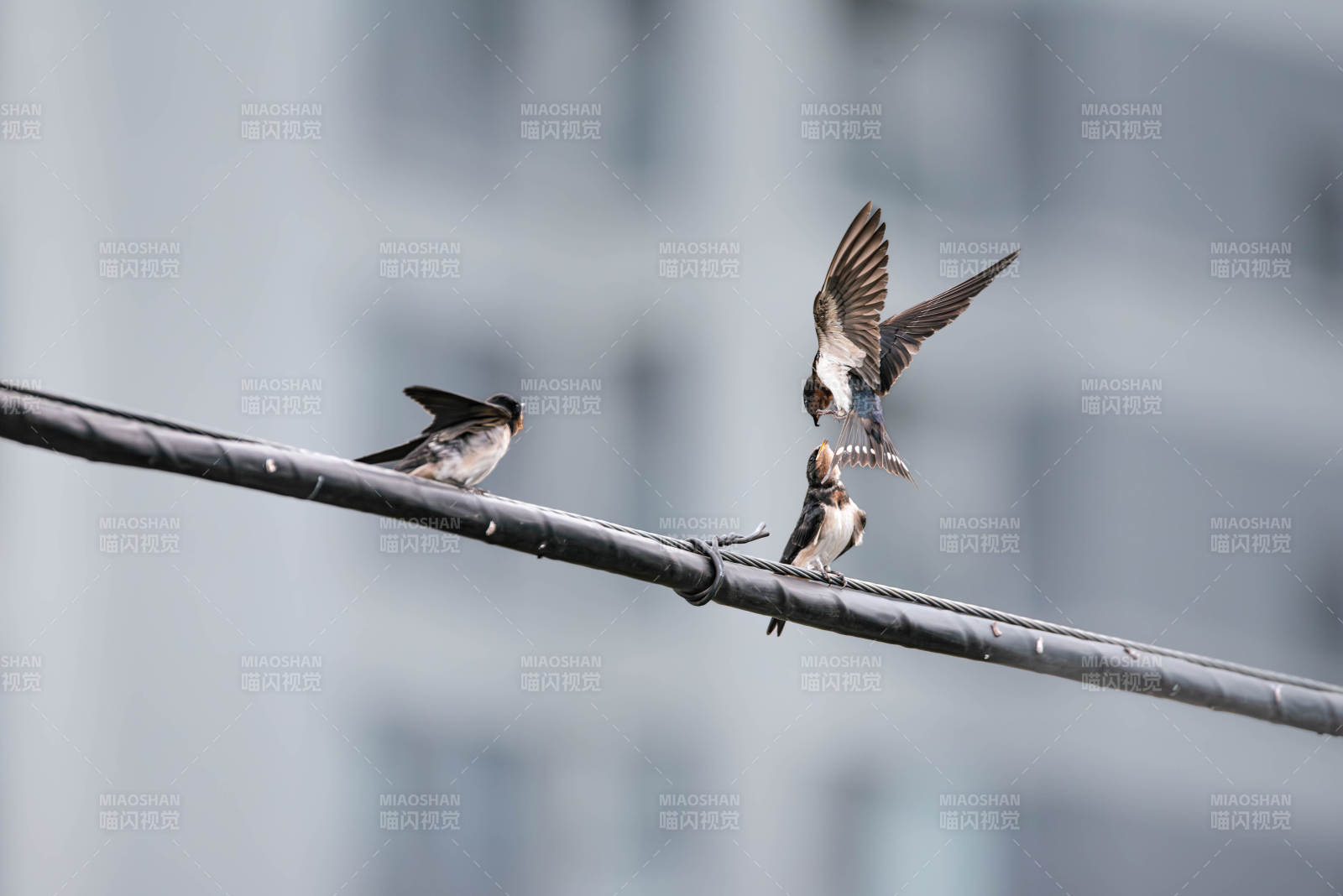 电线上的燕子互动瞬间图片