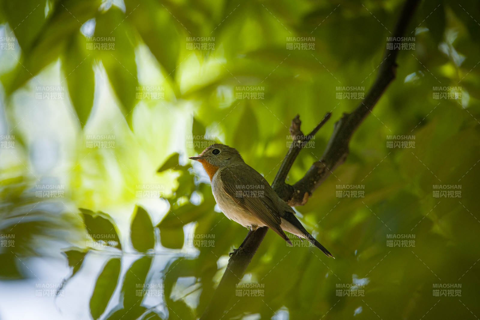 林间小鸟栖枝头图片