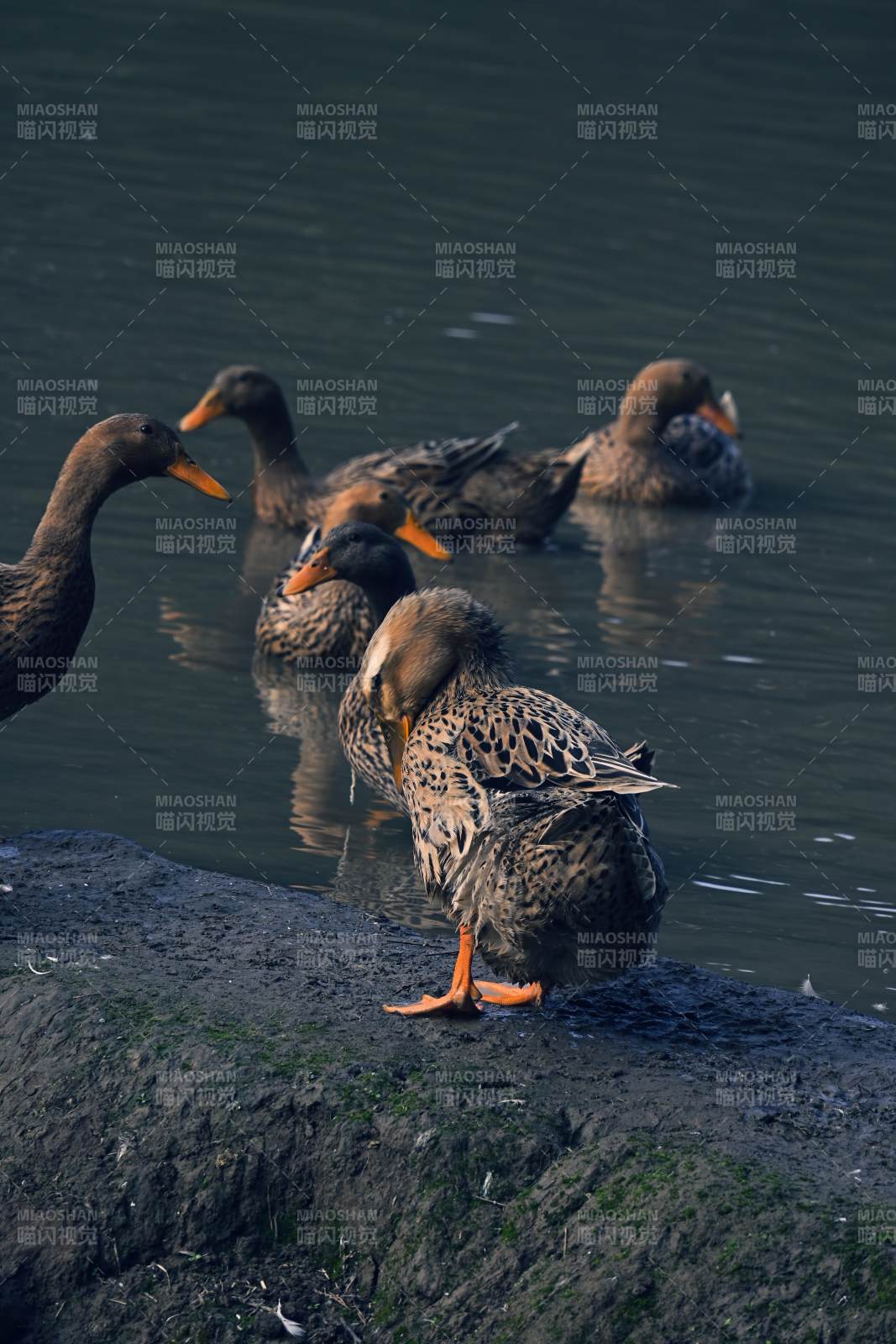 湖畔鸭群静谧时光图片