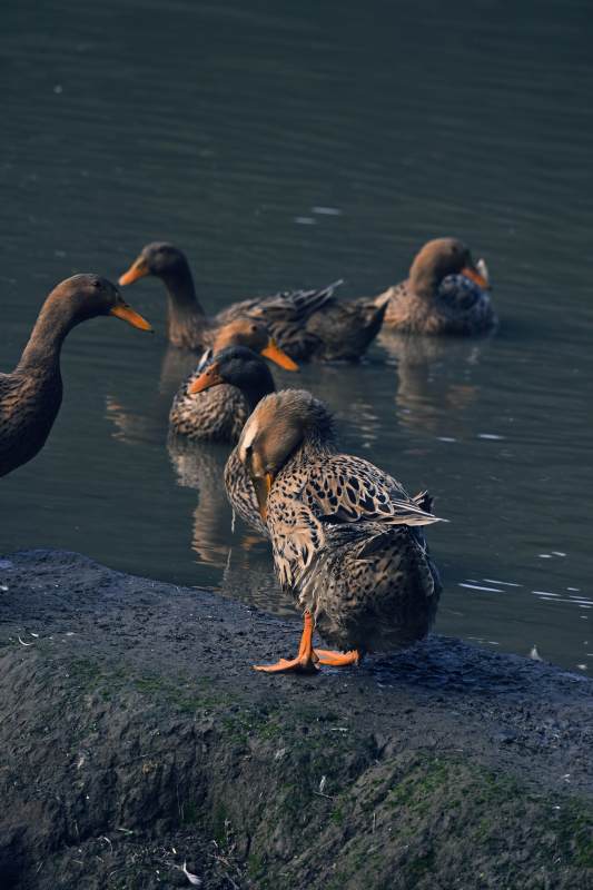 湖畔鸭群静谧时光图片