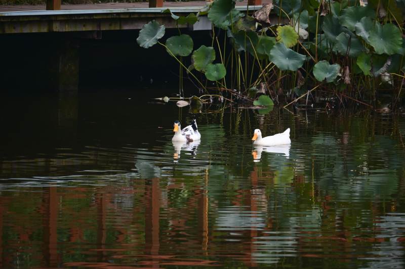 池塘中的两只鸭子图片