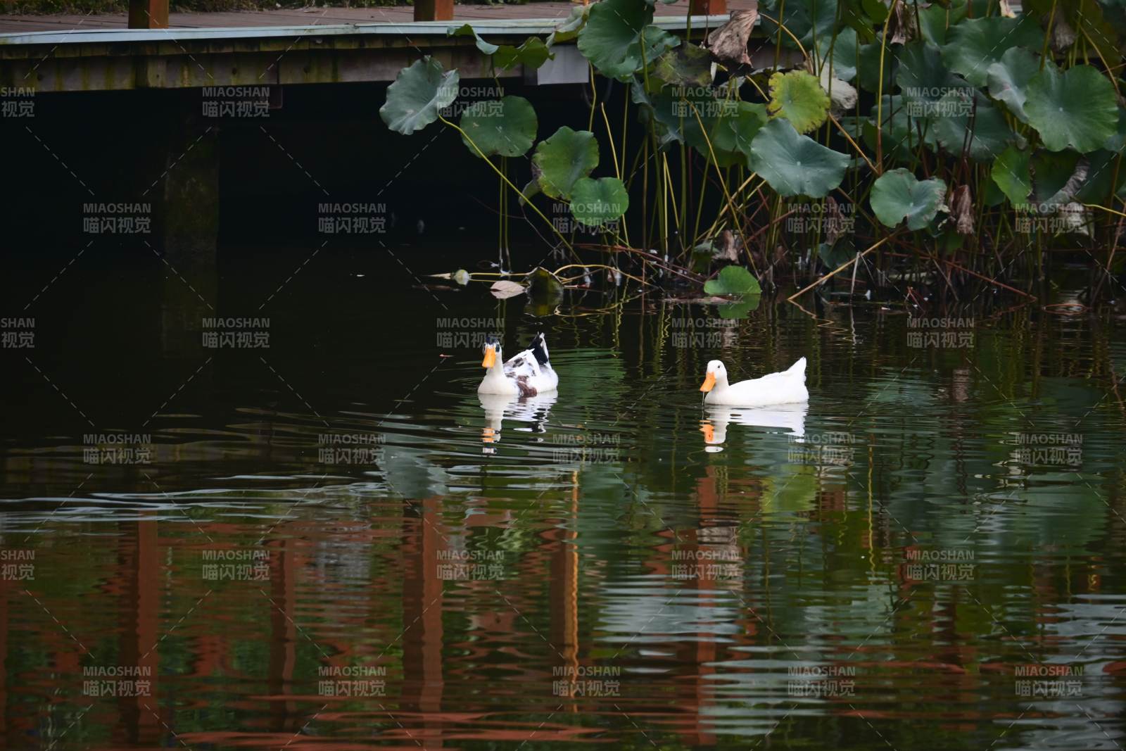 池塘中的两只鸭子图片