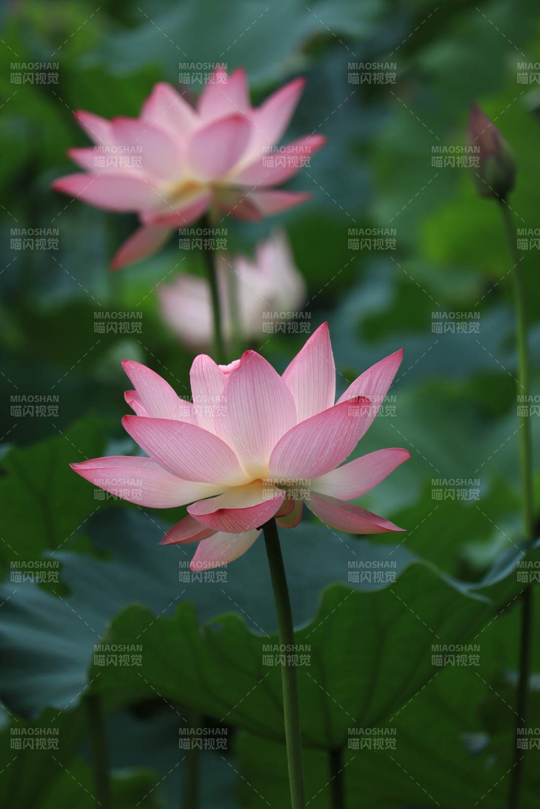 粉色莲花静谧绽放图片