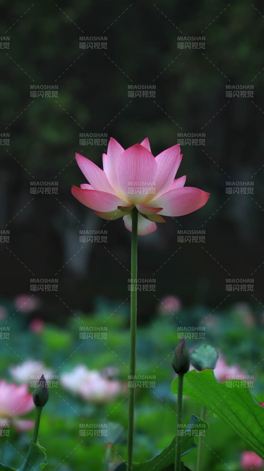 静谧荷塘 粉莲绽放图片