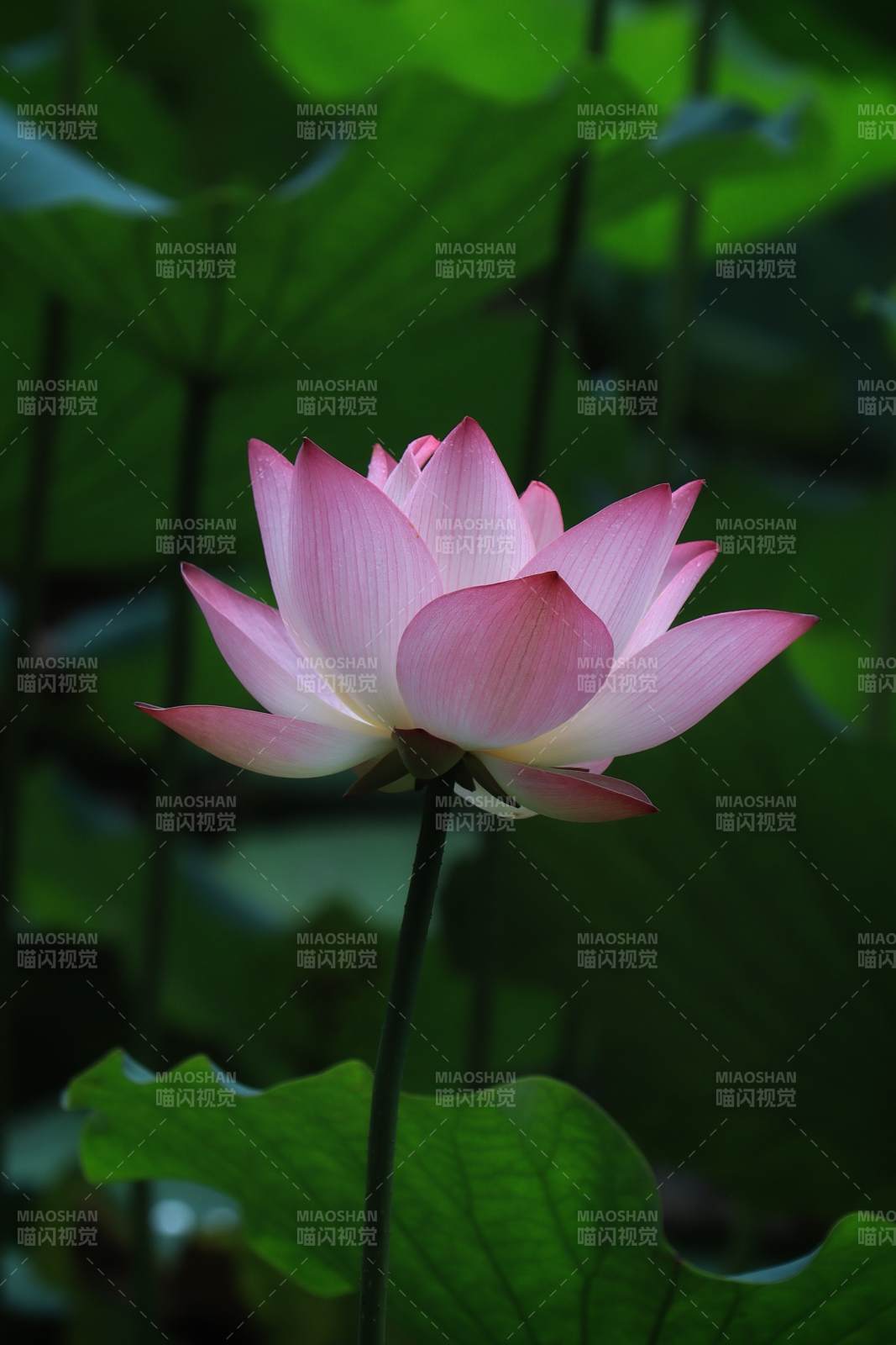 粉莲静谧 绿叶相伴图片