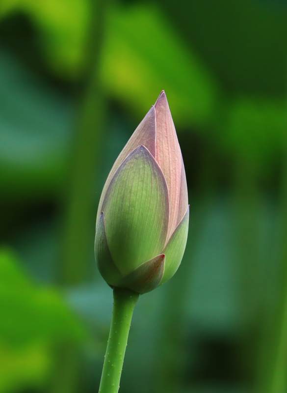 含苞待放的莲花蕾图片