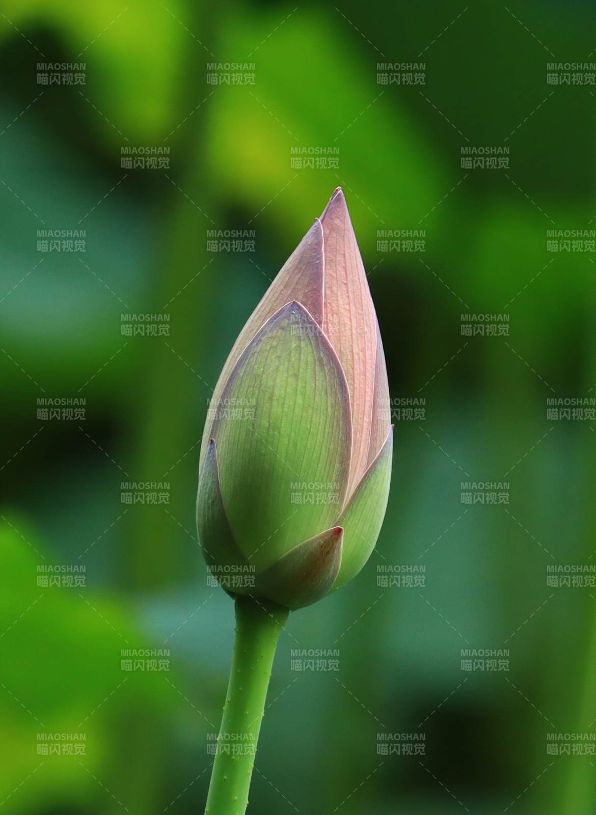 含苞待放的莲花蕾图片