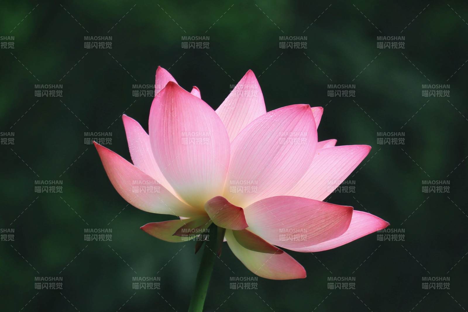 粉色莲花绽放之美图片