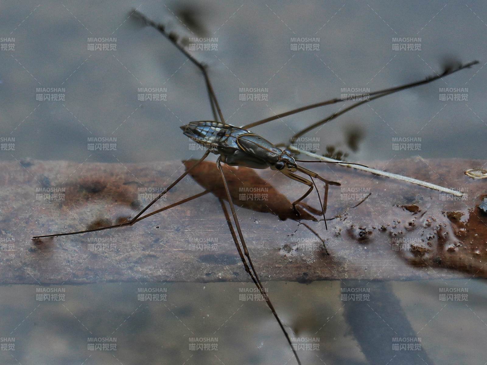 水黾在水面行走的瞬间图片