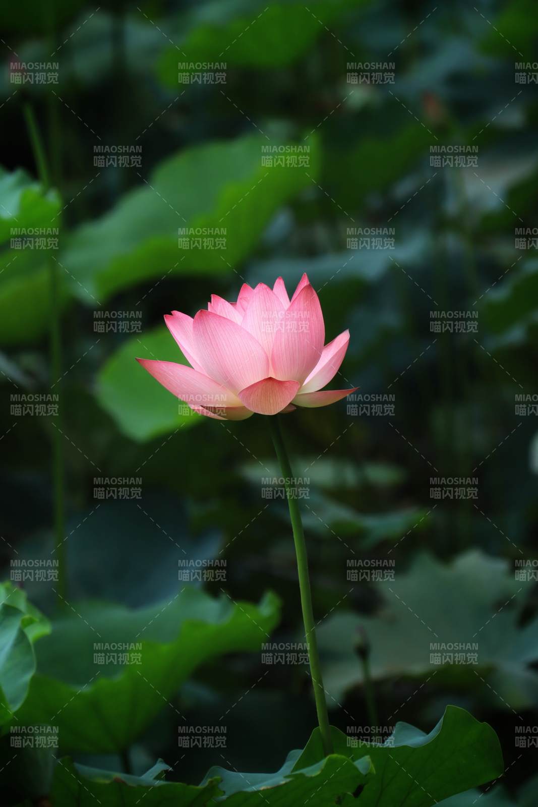 池中一朵莲花绽放图片