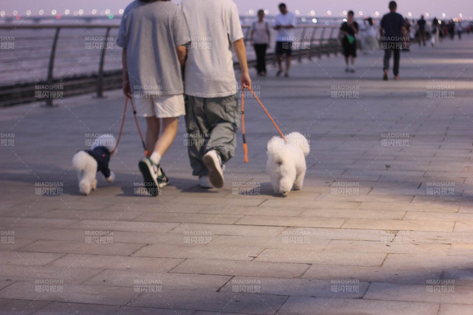 散步遛狗 城市夜景图片