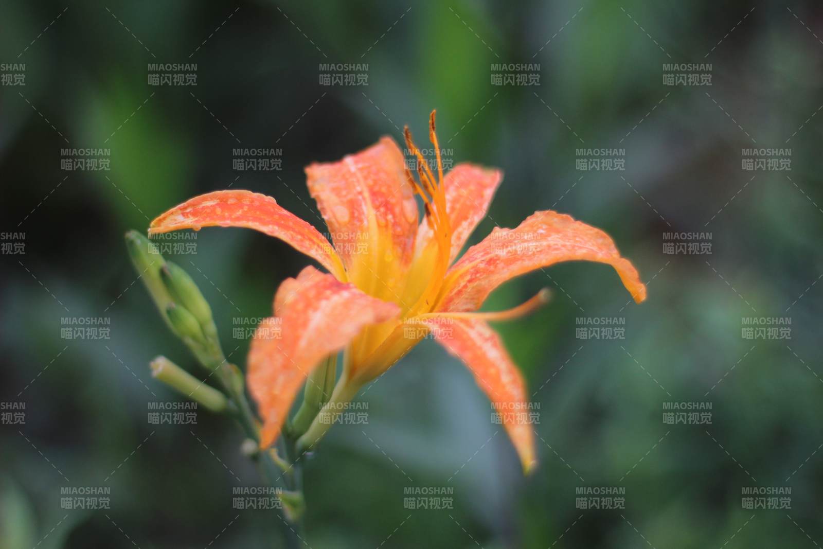 萱草花绽放瞬间图片