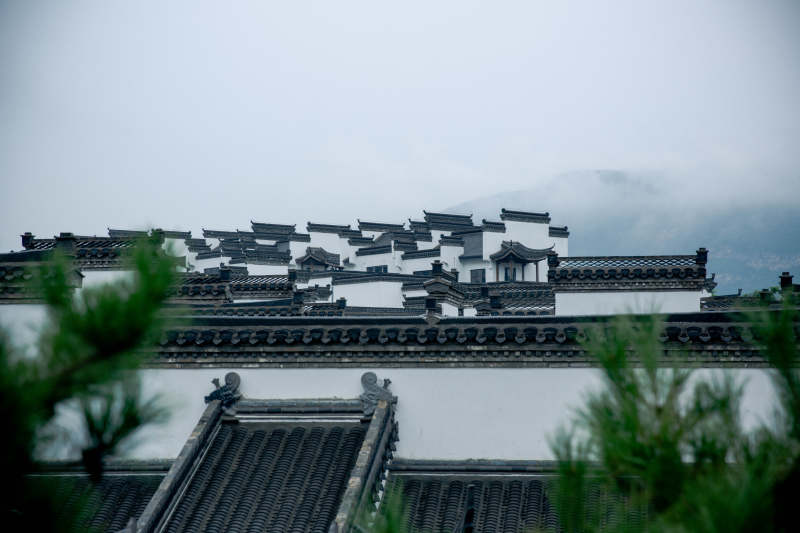 古建筑屋顶与松枝相映图片