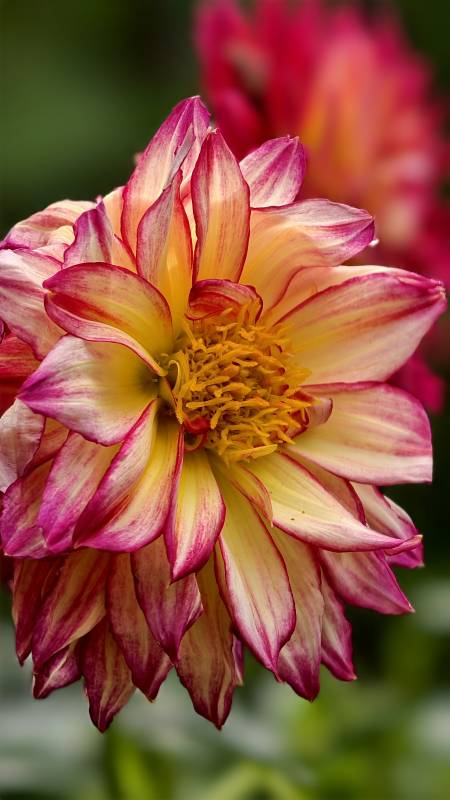 绚丽多彩的菊花盛开图片