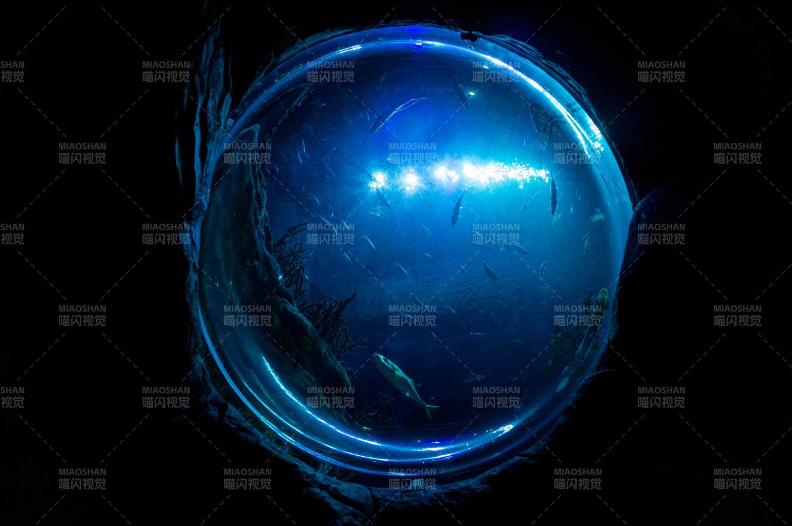 深海蓝光下的神秘世界图片