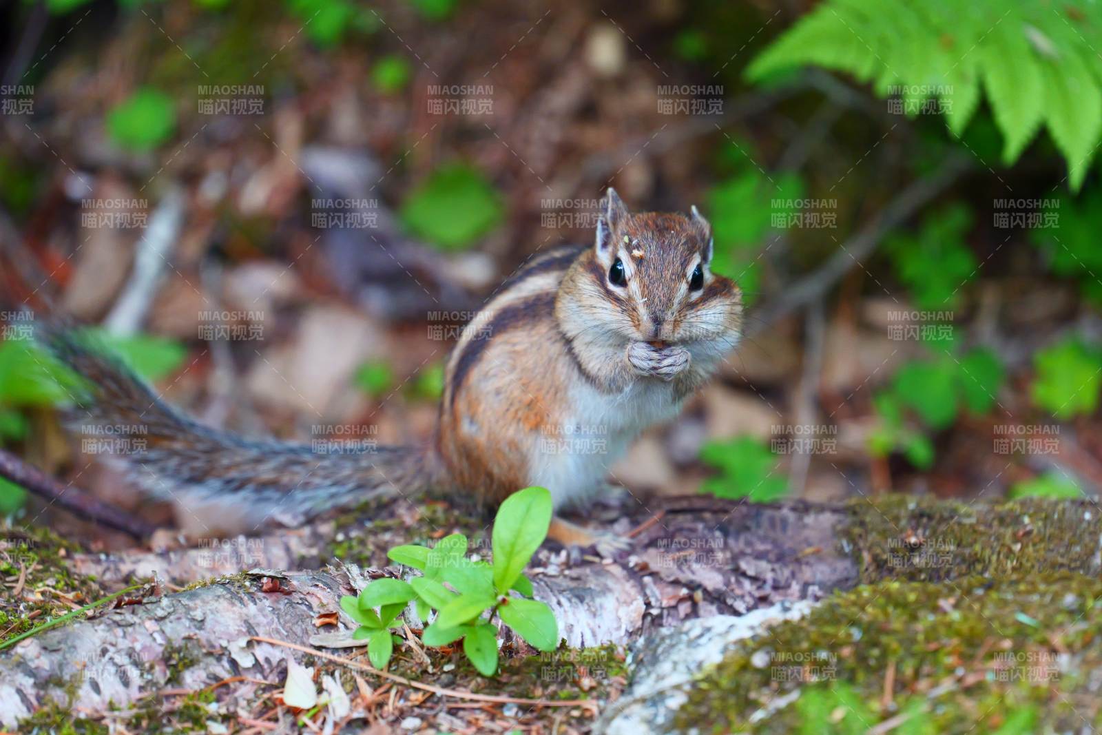 森林中的小花栗鼠图片