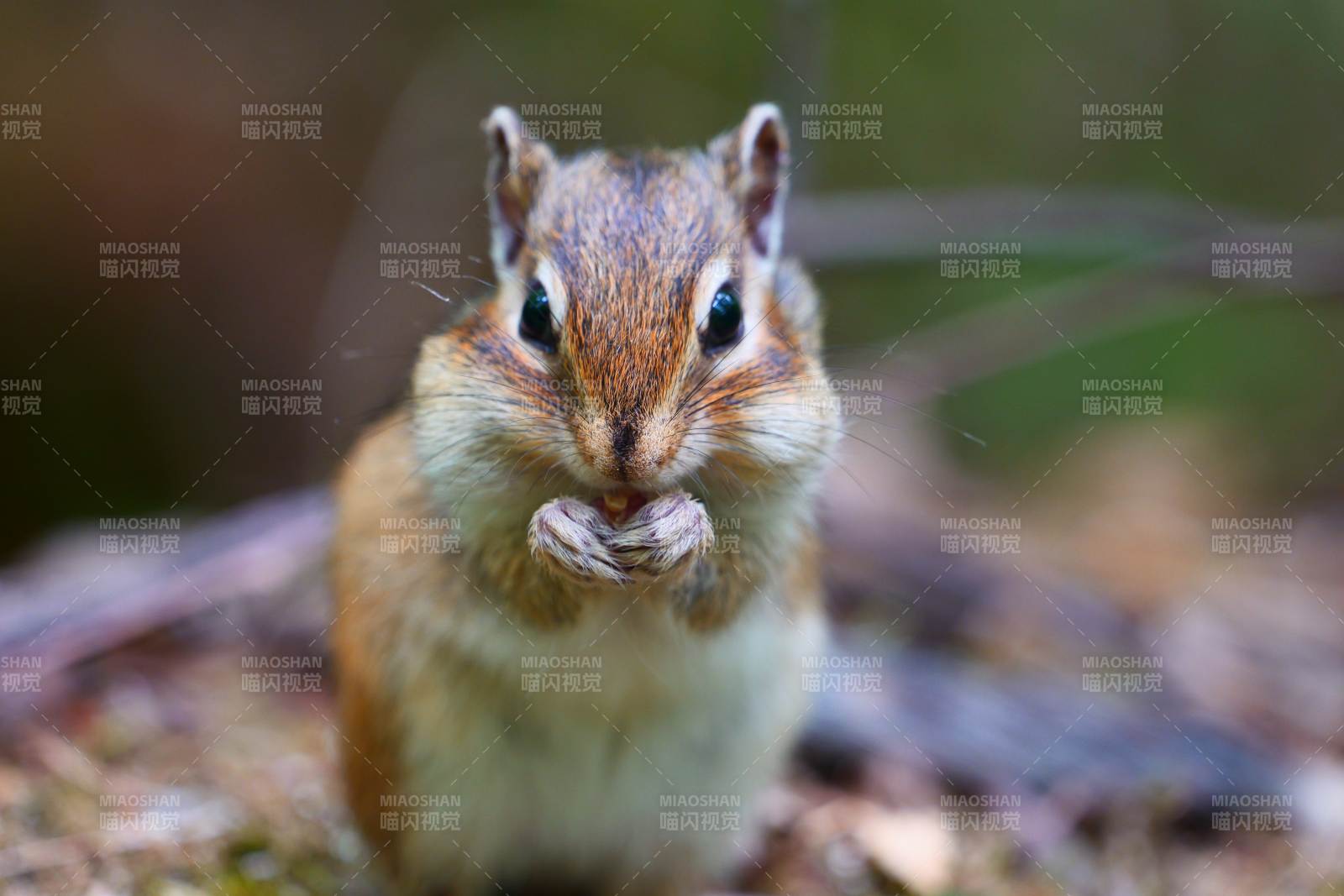 小松鼠的美味时刻图片
