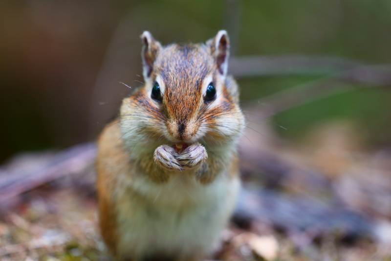 小松鼠的美味时刻图片