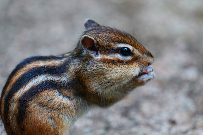 松鼠的可爱瞬间图片