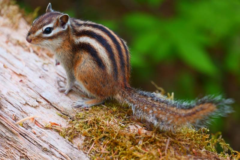 松鼠在树干上休息图片