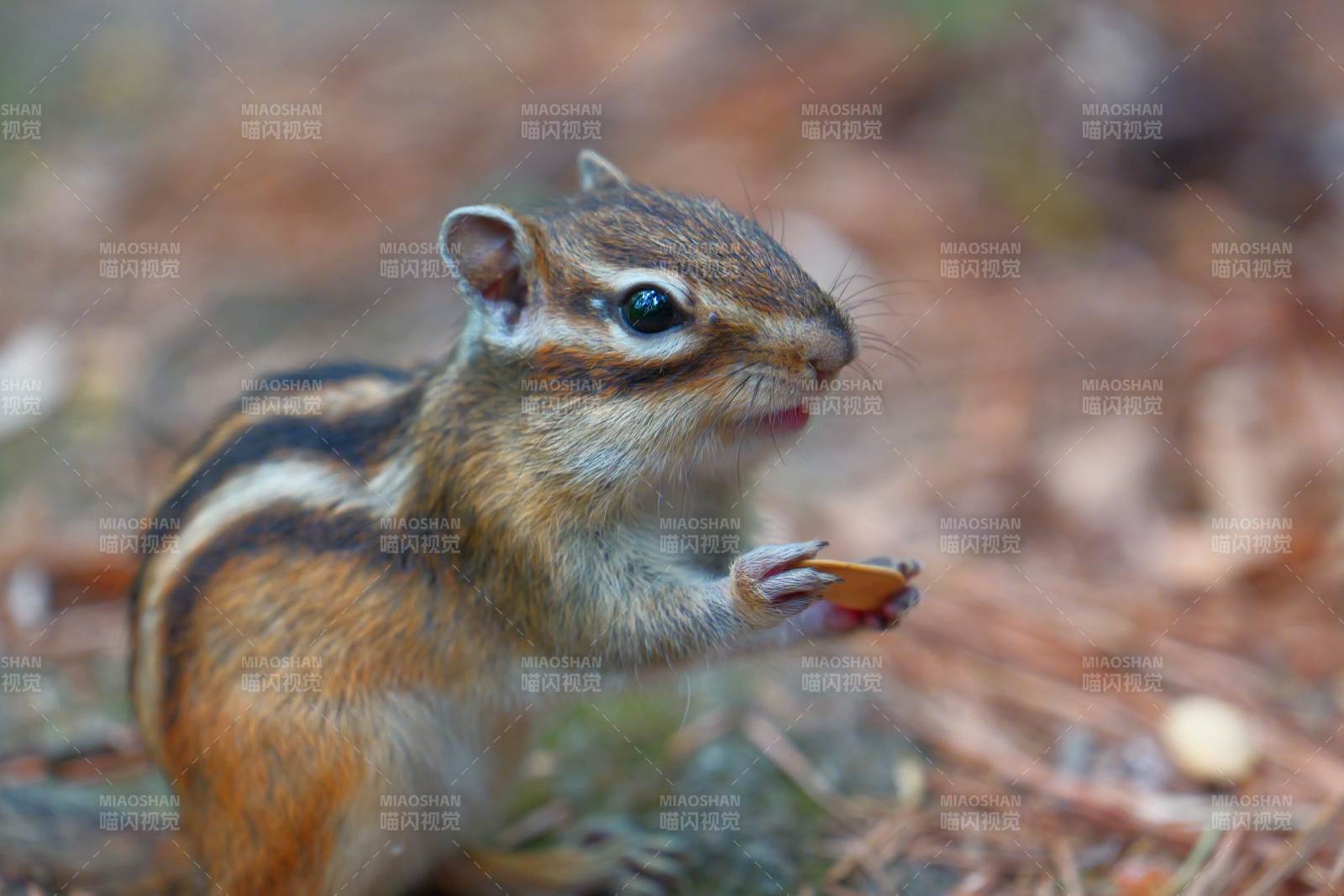 松鼠吃坚果的可爱瞬间图片